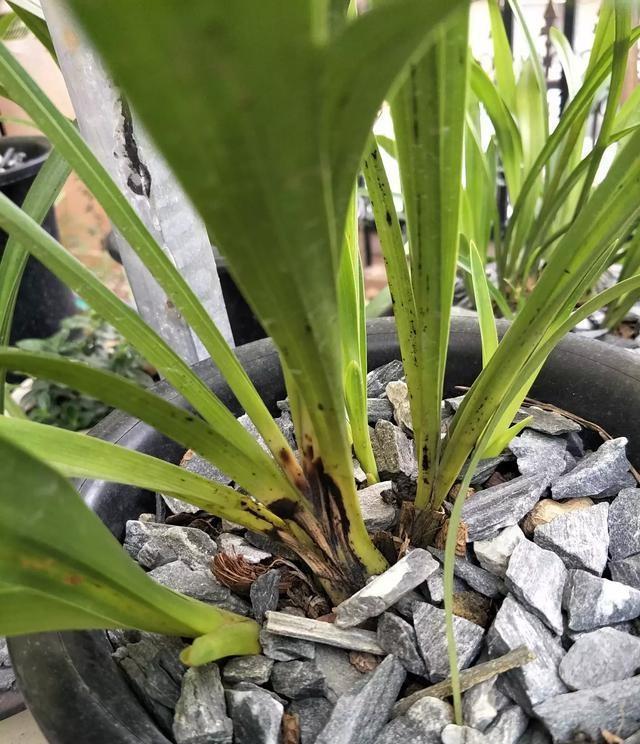 兰花的叶子和茎部有黑斑,这样处理一下,治好恢复也是很简单的