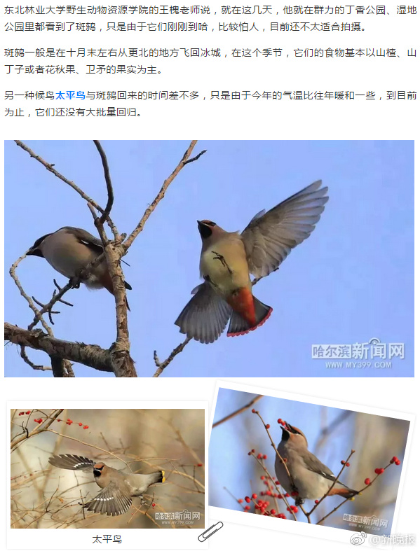 斑鸫现身群力 还有呢 冬天 这些鸟儿都留在冰城