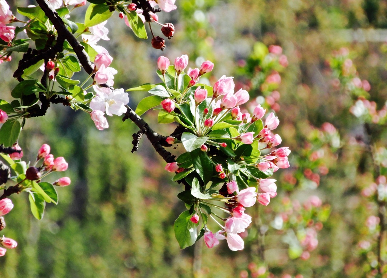 瑟图花中神仙海棠花春赏京城最大海棠林