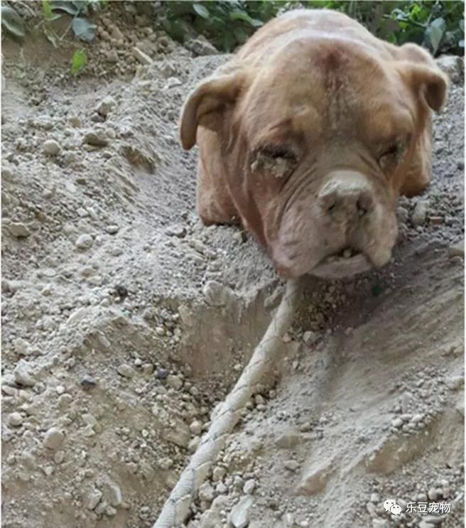 狗狗老了被抛弃已够可怜,为何还要活埋它,难道就多这一口饭吗?