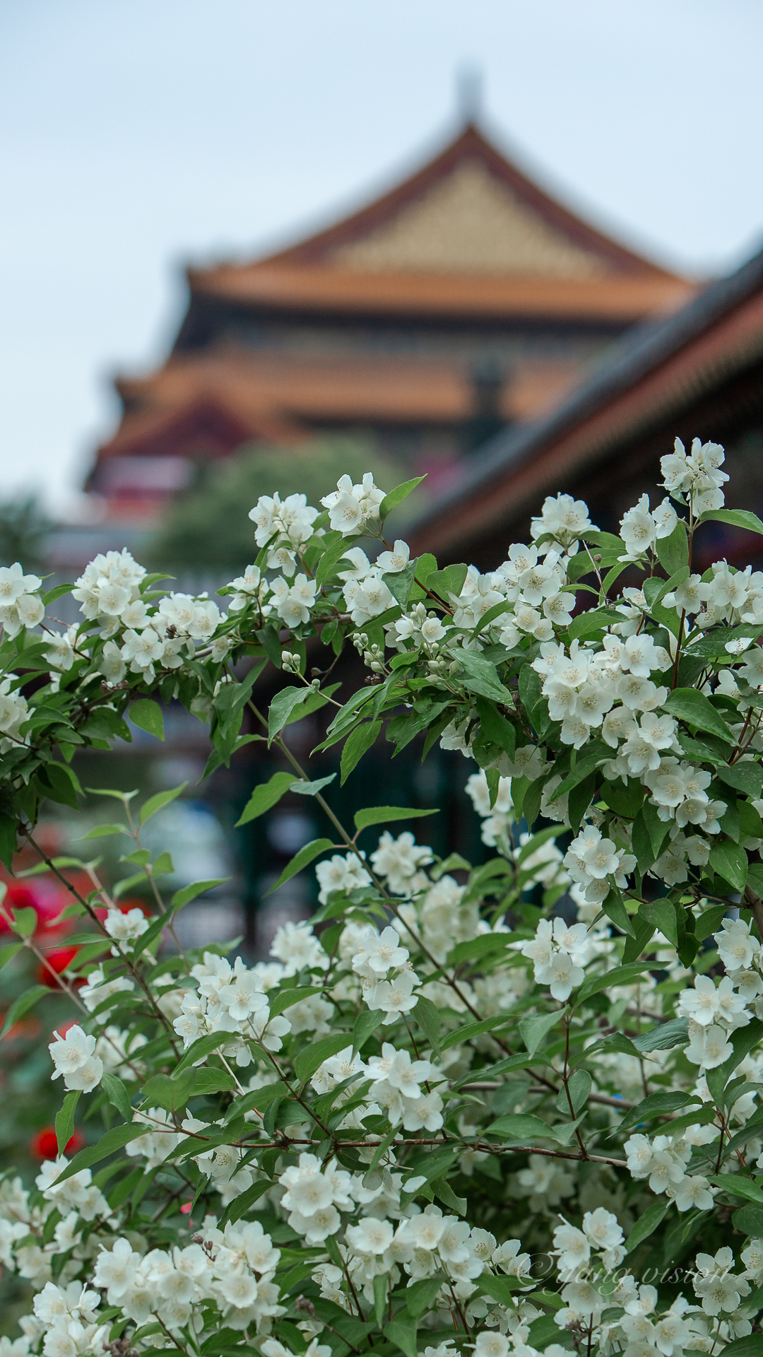 太平花绿叶小白花