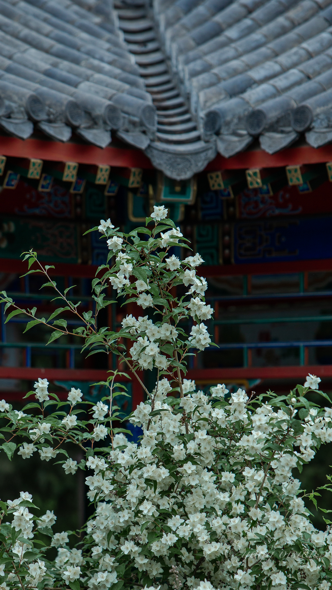 太平花绿叶小白花