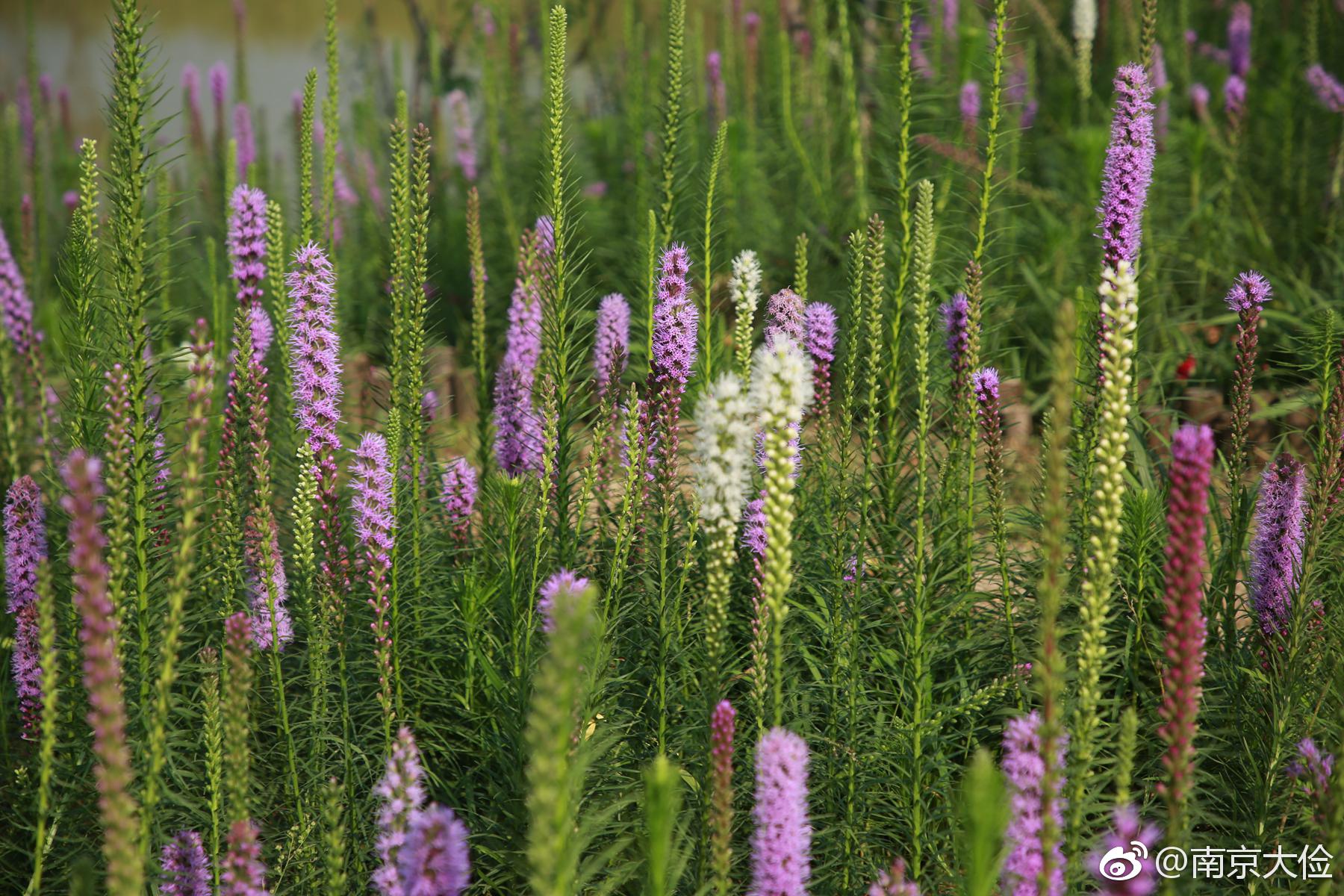 猫尾花|蛇鞭菊|花境|切花_新浪新闻