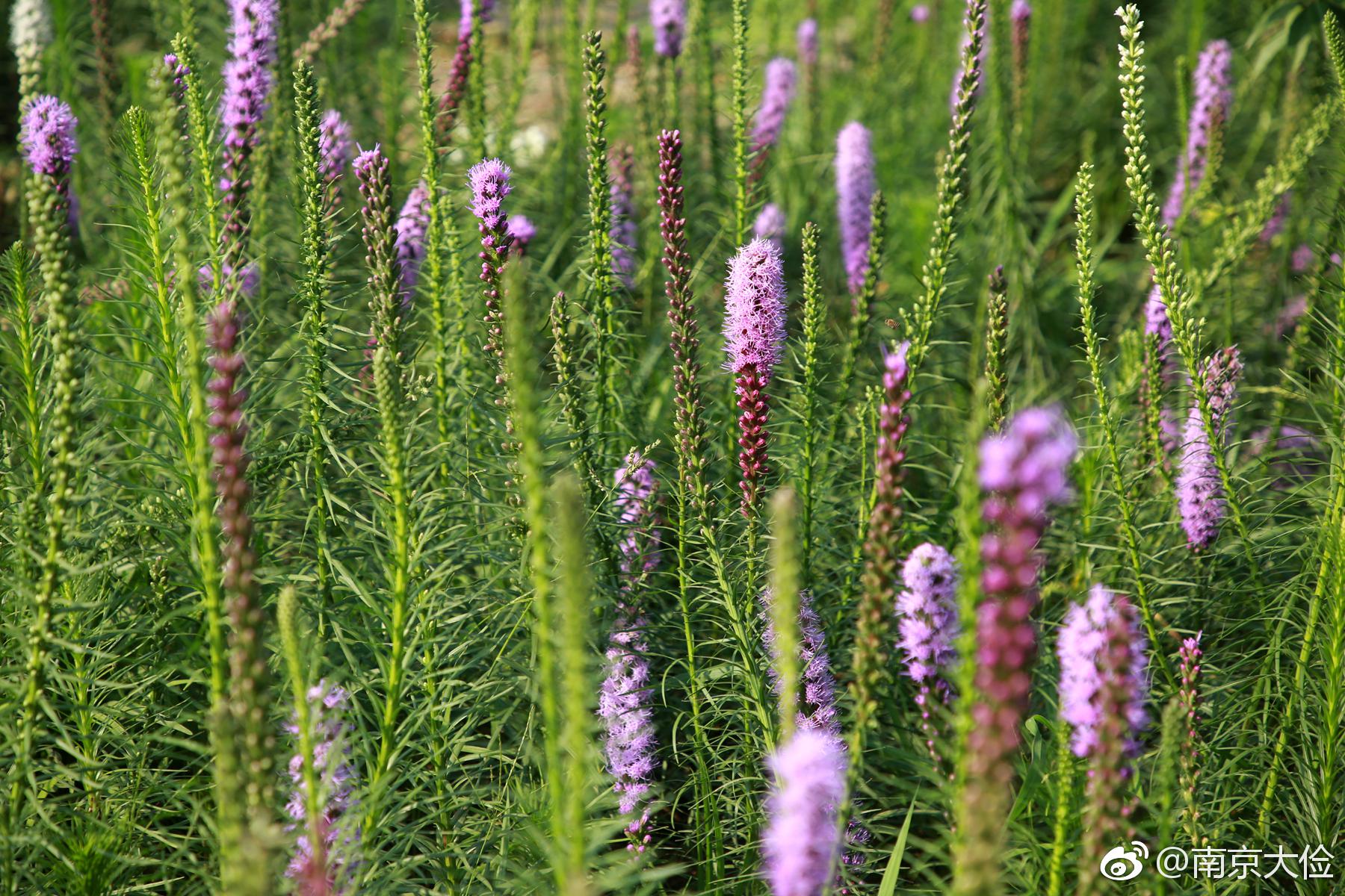 猫尾花|蛇鞭菊|花境|切花_新浪新闻