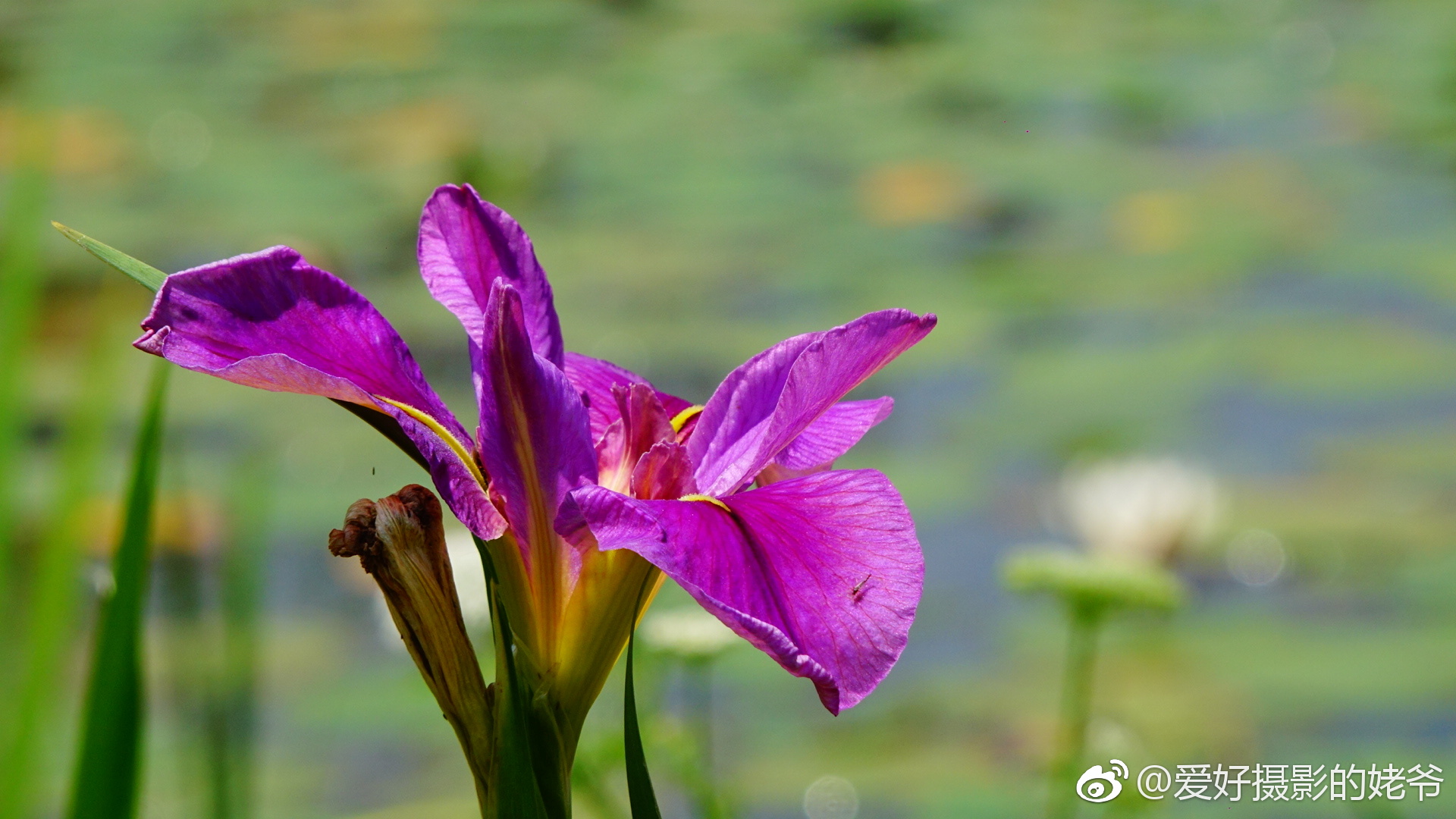 花浮萍月见草加虞美人还有鸢尾花皇粮浜湿地好多的花