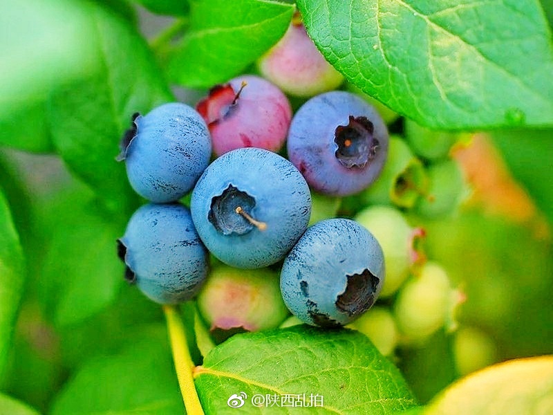 蓝莓的颜色很特别,偏冷色的蓝,饱满深重的蓝.