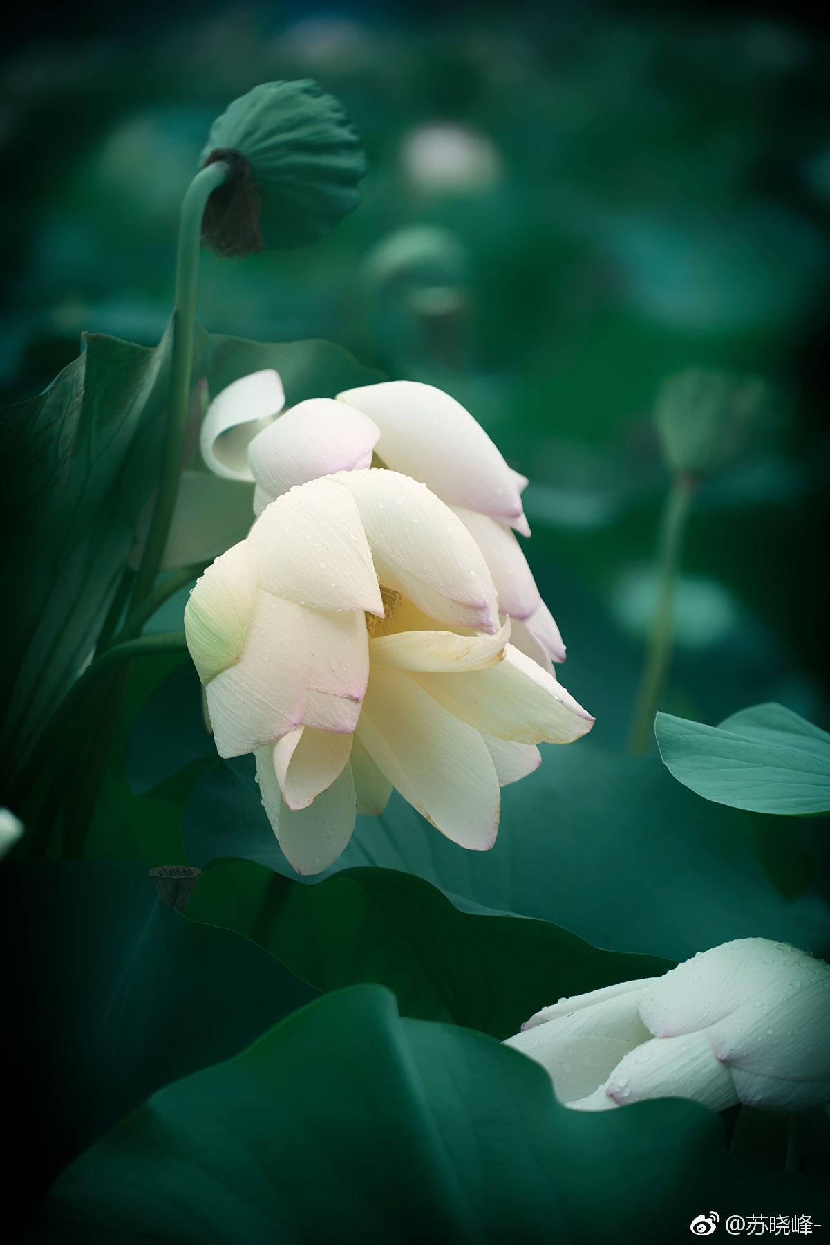 一组素雅的荷花