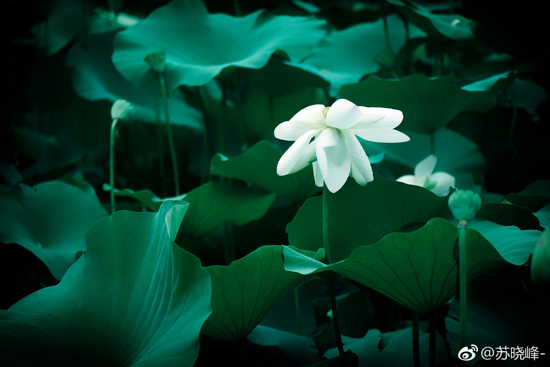 一组素雅的荷花