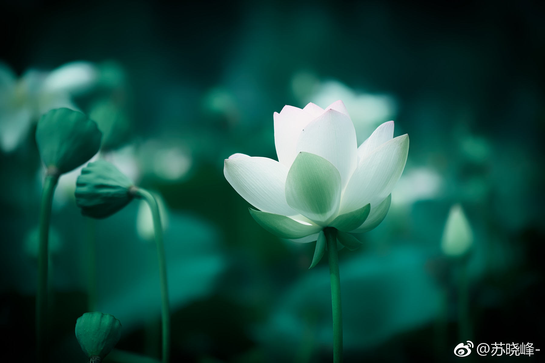 一组素雅的荷花