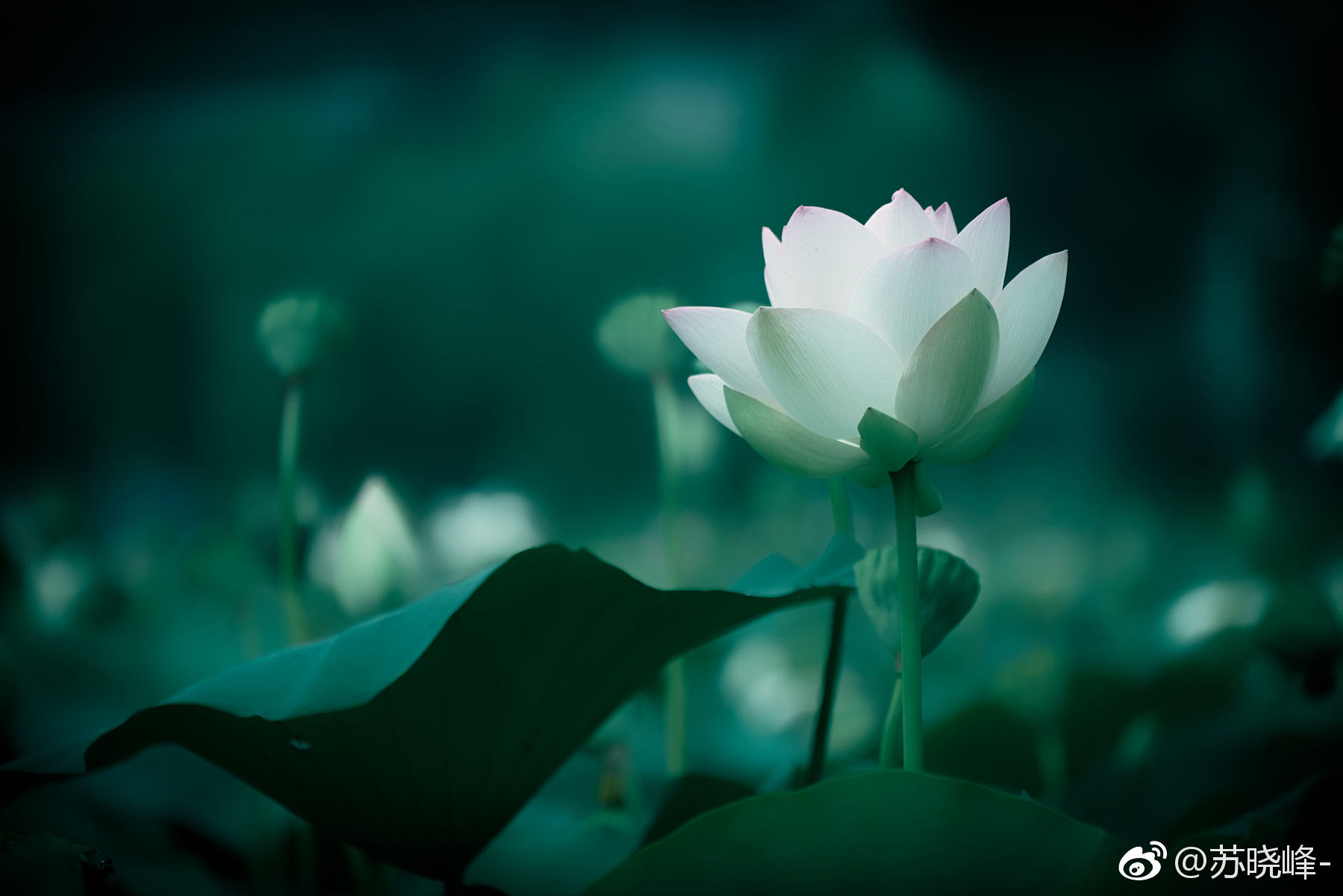 一组素雅的荷花