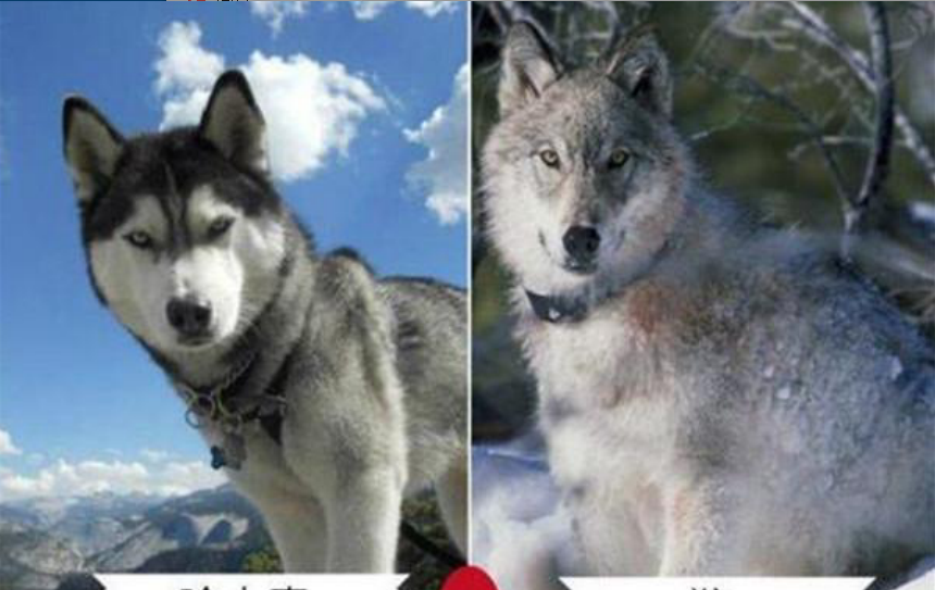 9种长的最像狼的犬,第4种因太像狼甚至被多个国家禁养|狼|因纽特|哈士奇_新浪新闻