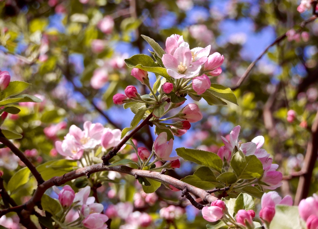瑟图花中神仙海棠花春赏京城最大海棠林