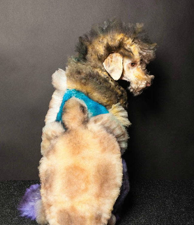 碰到这么个主人,狗狗们很无奈啊,变成这个鬼样子_新浪看点