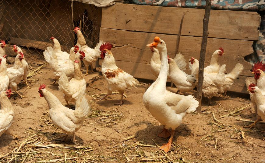 鸡圈里养只鹅,狡猾的黄鼠狼哭|黄鼠狼|鸡圈|鹅_新浪新闻