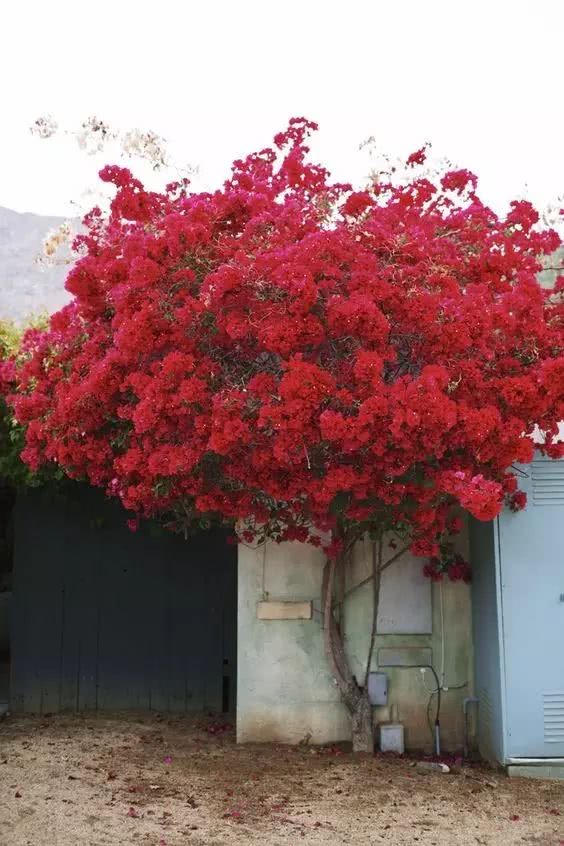 三角梅爬满整个墙面已经够震撼了,没想到还能长到楼顶