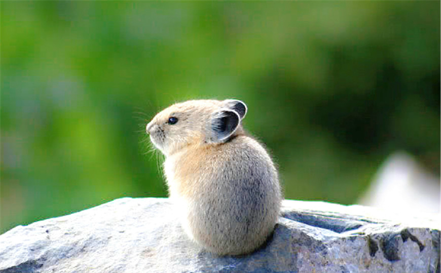 世界上最可爱的6种小动物能说出它们其中两个名字算你厉害