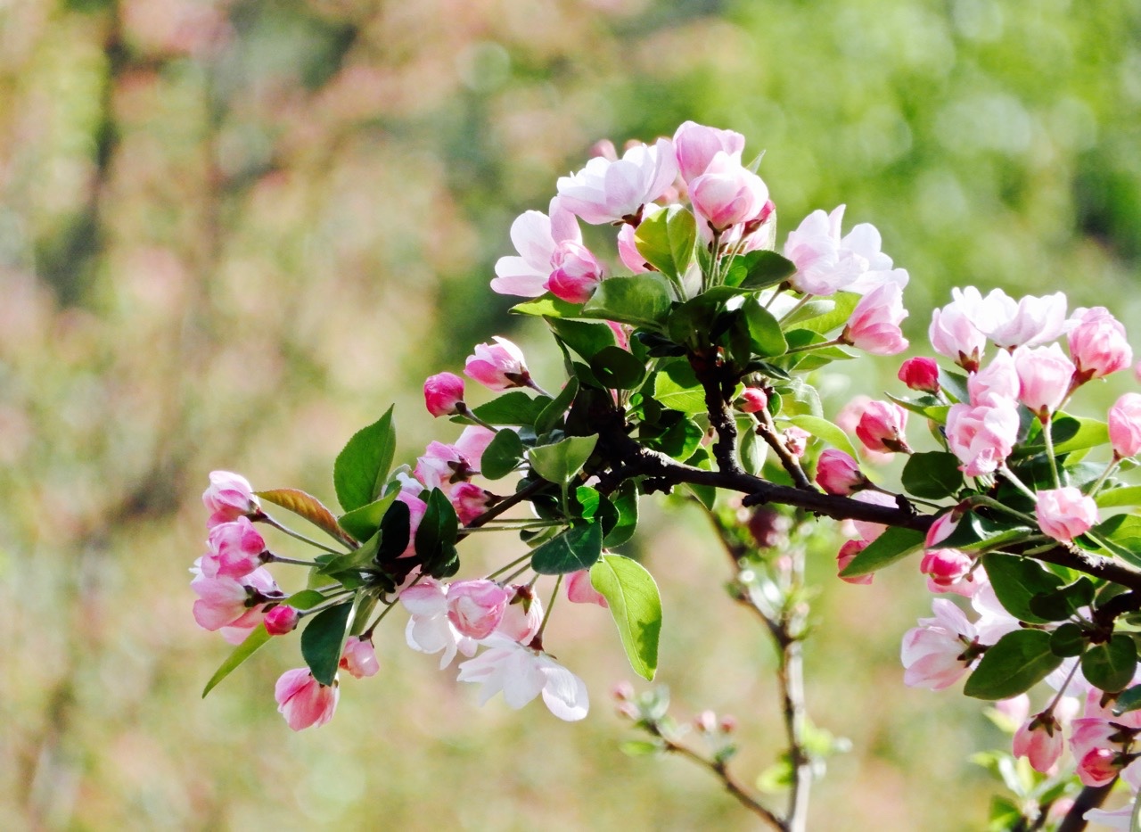 瑟图花中神仙海棠花春赏京城最大海棠林