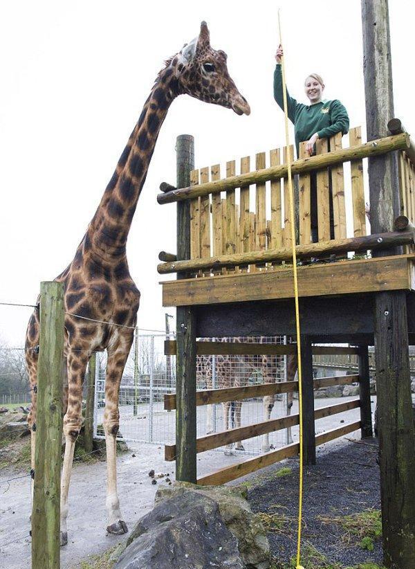 世界最高长颈鹿, 喜欢与游客互动, 很受游客的喜爱