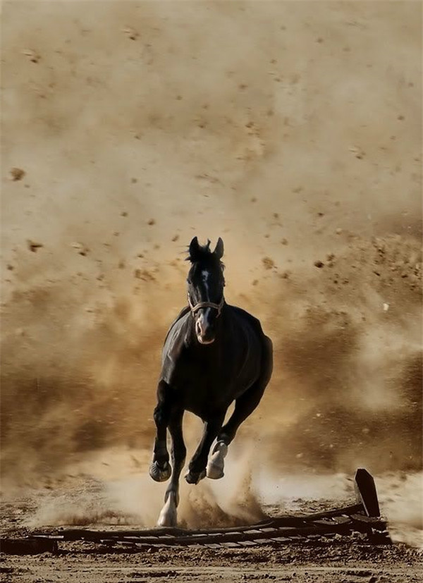 千里追风马图片