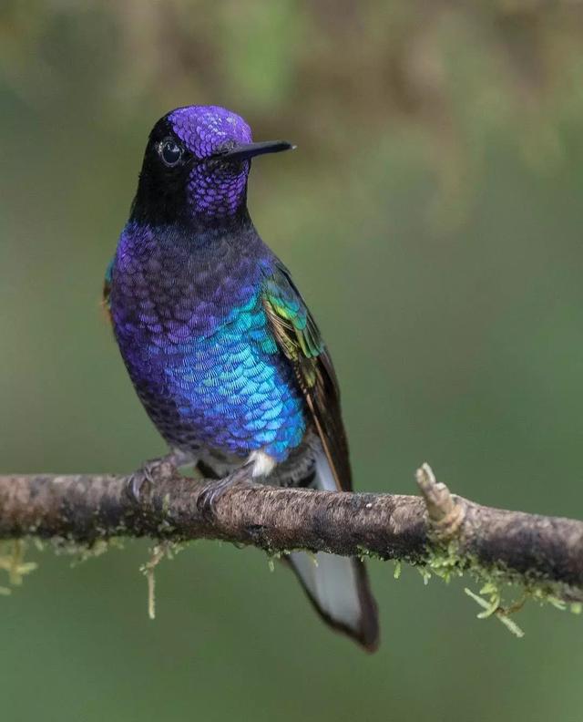 看了这些照片才知道原来世界上还有这么美丽的鸟类存在