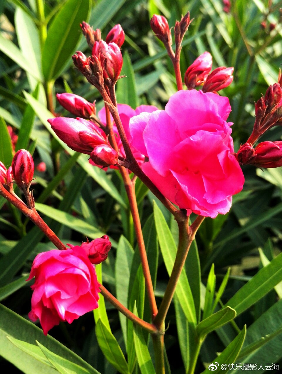 植物花卉,小红花.