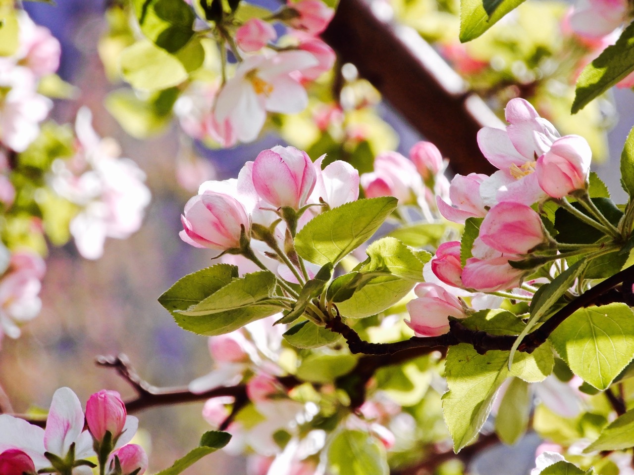 瑟图花中神仙海棠花春赏京城最大海棠林