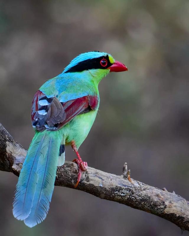 看了这些照片才知道原来世界上还有这么美丽的鸟类存在