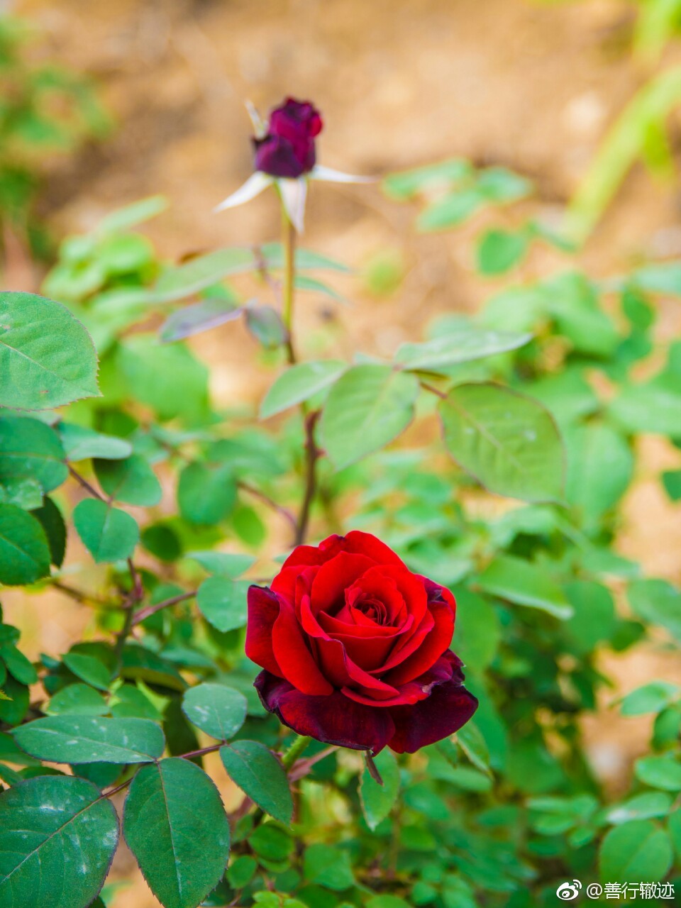 路边的月季花