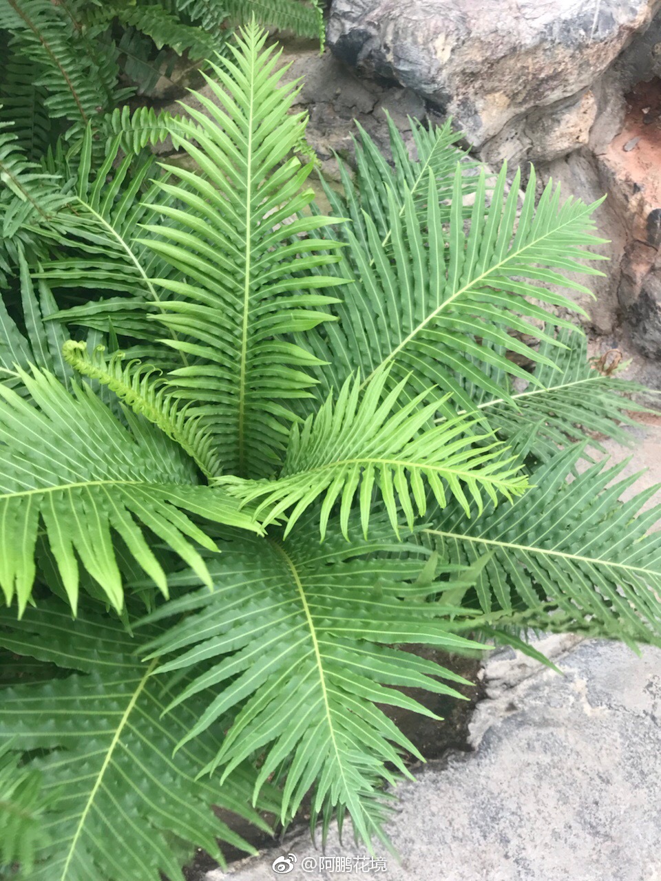 富贵蕨是我最喜欢的蕨之一了