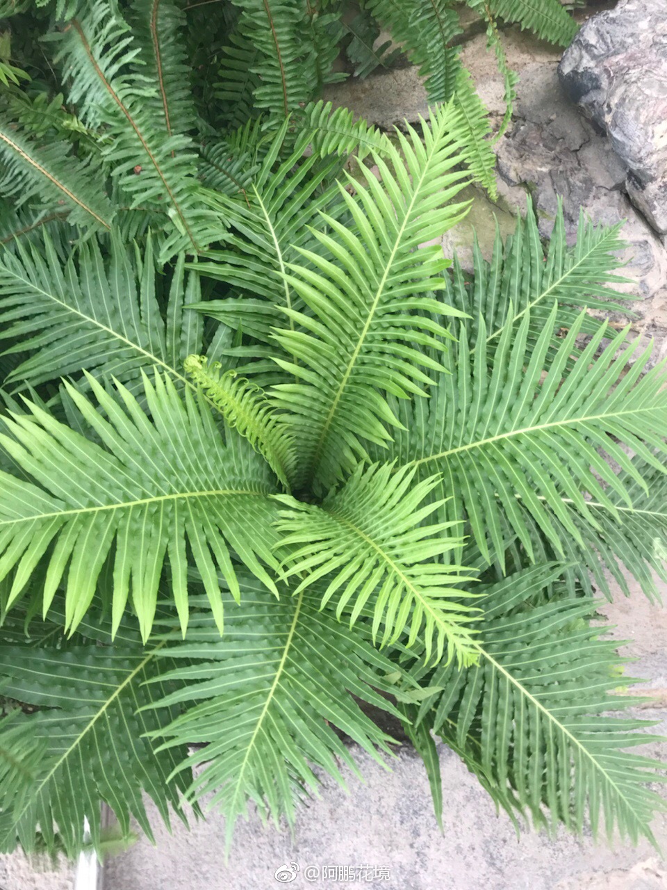 富贵蕨是我最喜欢的蕨之一了