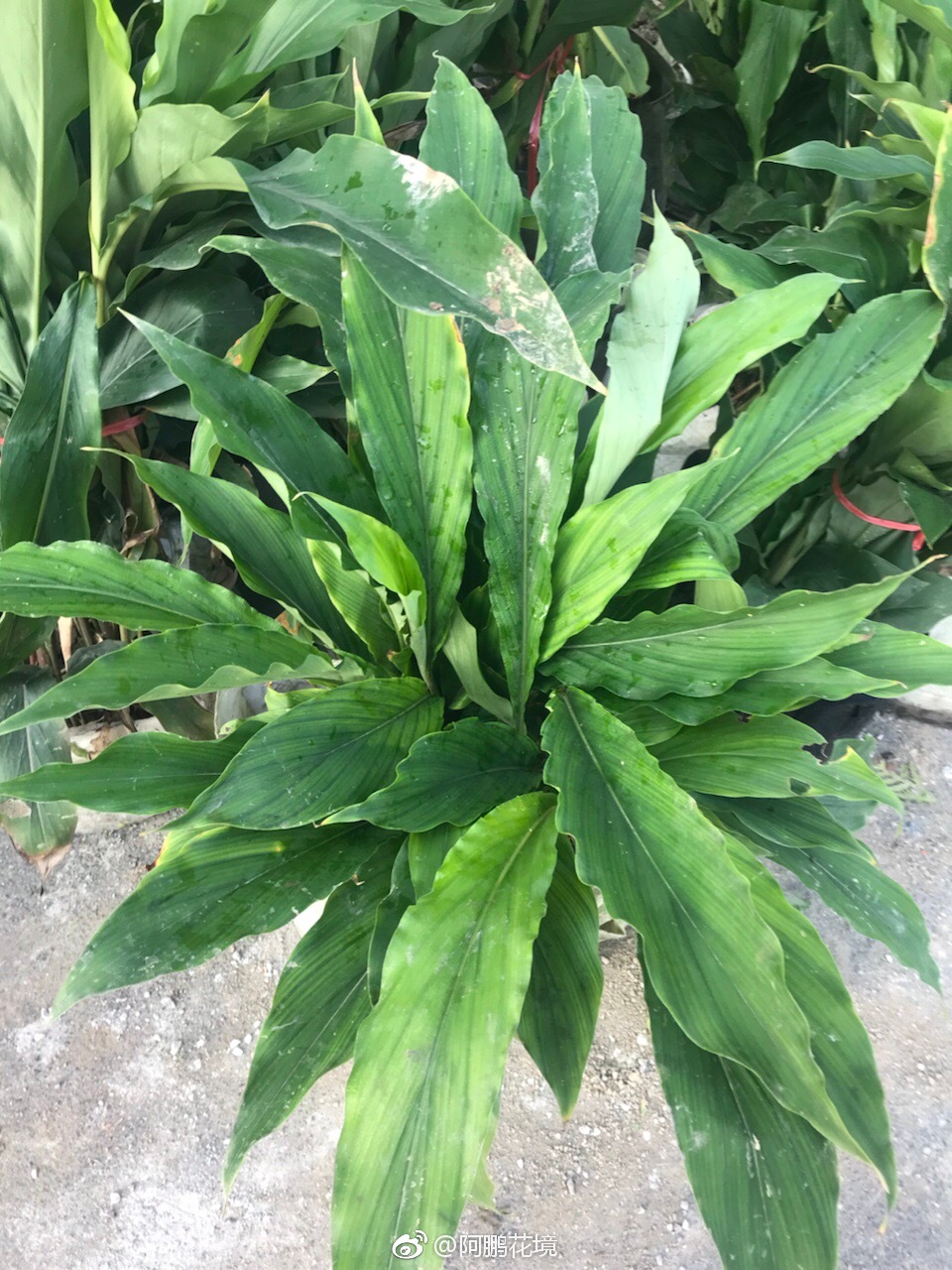 胎生狗脊蕨,大型羽状复叶,除了叶片漂亮|胎生|狗脊|复叶_新浪新闻