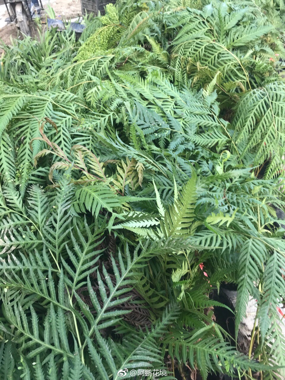 胎生狗脊蕨,大型羽状复叶,除了叶片漂亮|胎生|狗脊|复叶_新浪新闻