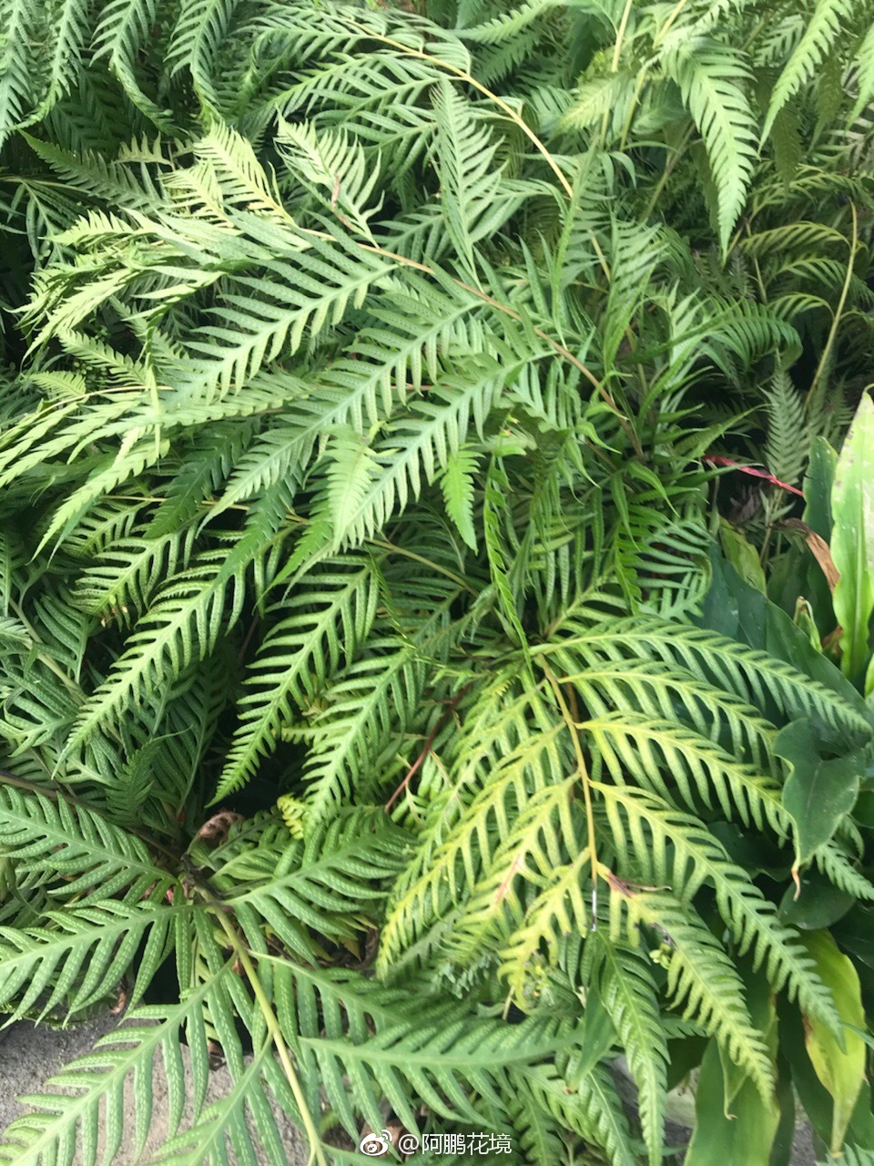 胎生狗脊蕨,大型羽状复叶,除了叶片漂亮