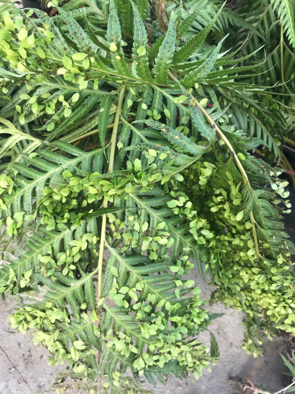 胎生狗脊蕨,大型羽状复叶,除了叶片漂亮