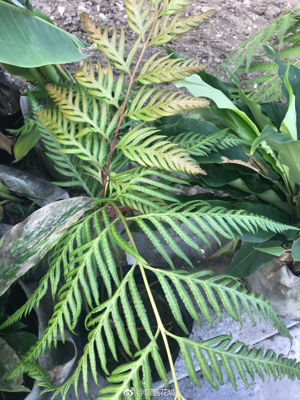 胎生狗脊蕨,大型羽状复叶,除了叶片漂亮|胎生|狗脊|复叶_新浪新闻