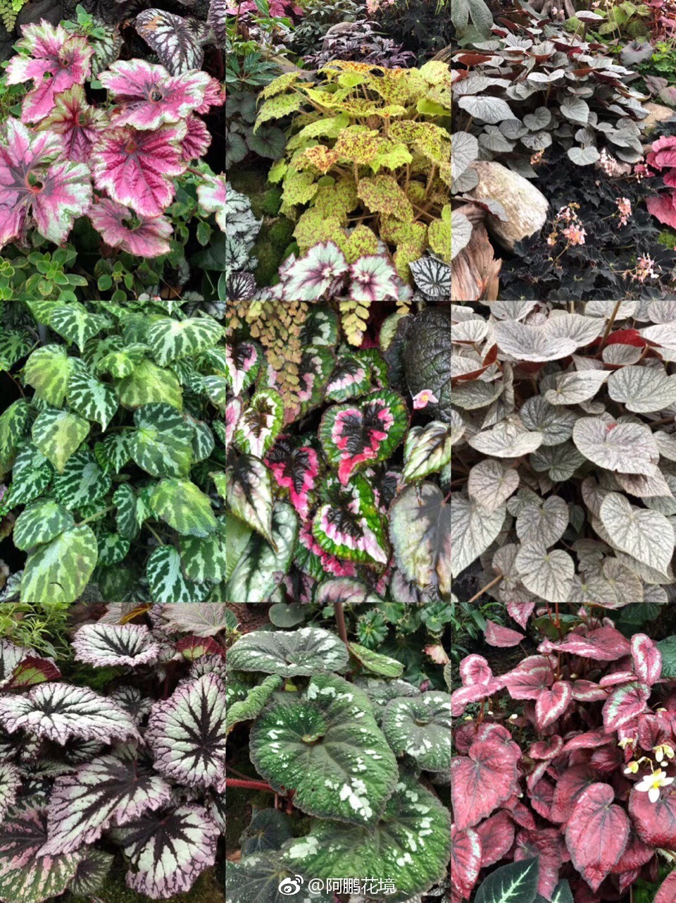 彩叶植物之臻品观叶秋海棠