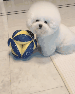 比熊这种狗,要是圆起来连球都比不过它!