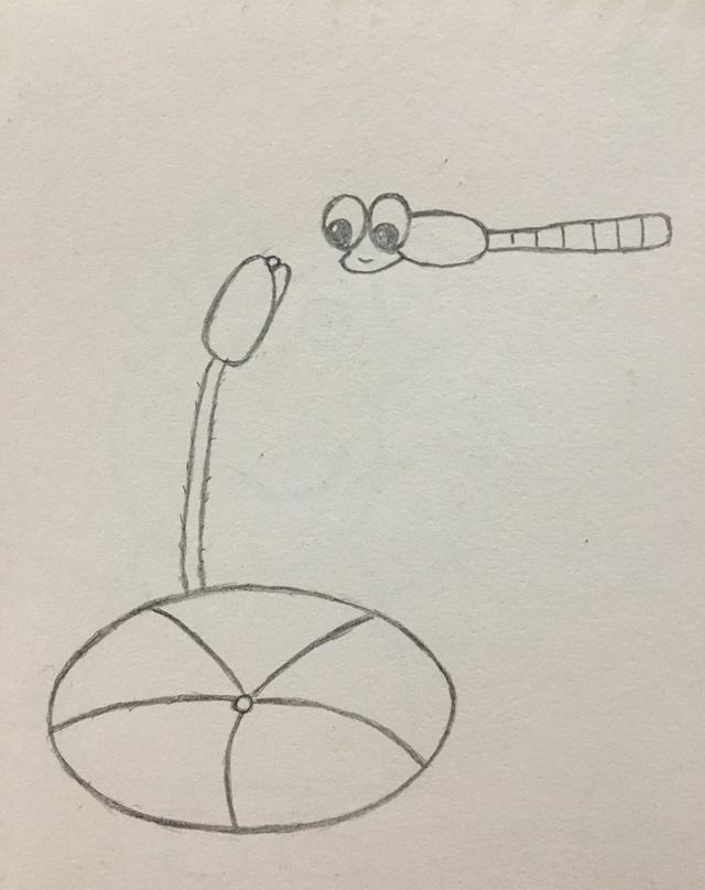 简笔画小荷才露尖尖角早有蜻蜓立上头