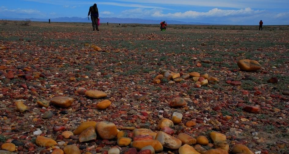 戈壁滩上的这种石头, 每克最高能卖10万元, 每天十几万人来捡!
