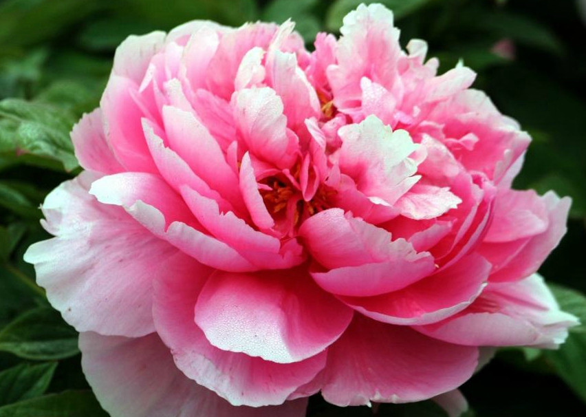 中国最美的五大名花图3十里飘香图5被誉为花中之王