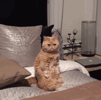 好搞笑!这蠢萌的站姿,这只喵的身体一定住着一个逗逼的人类