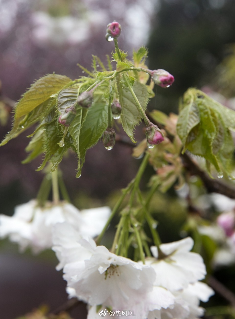 雨后樱花