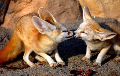 动物的亲吻,人家也要玩亲亲