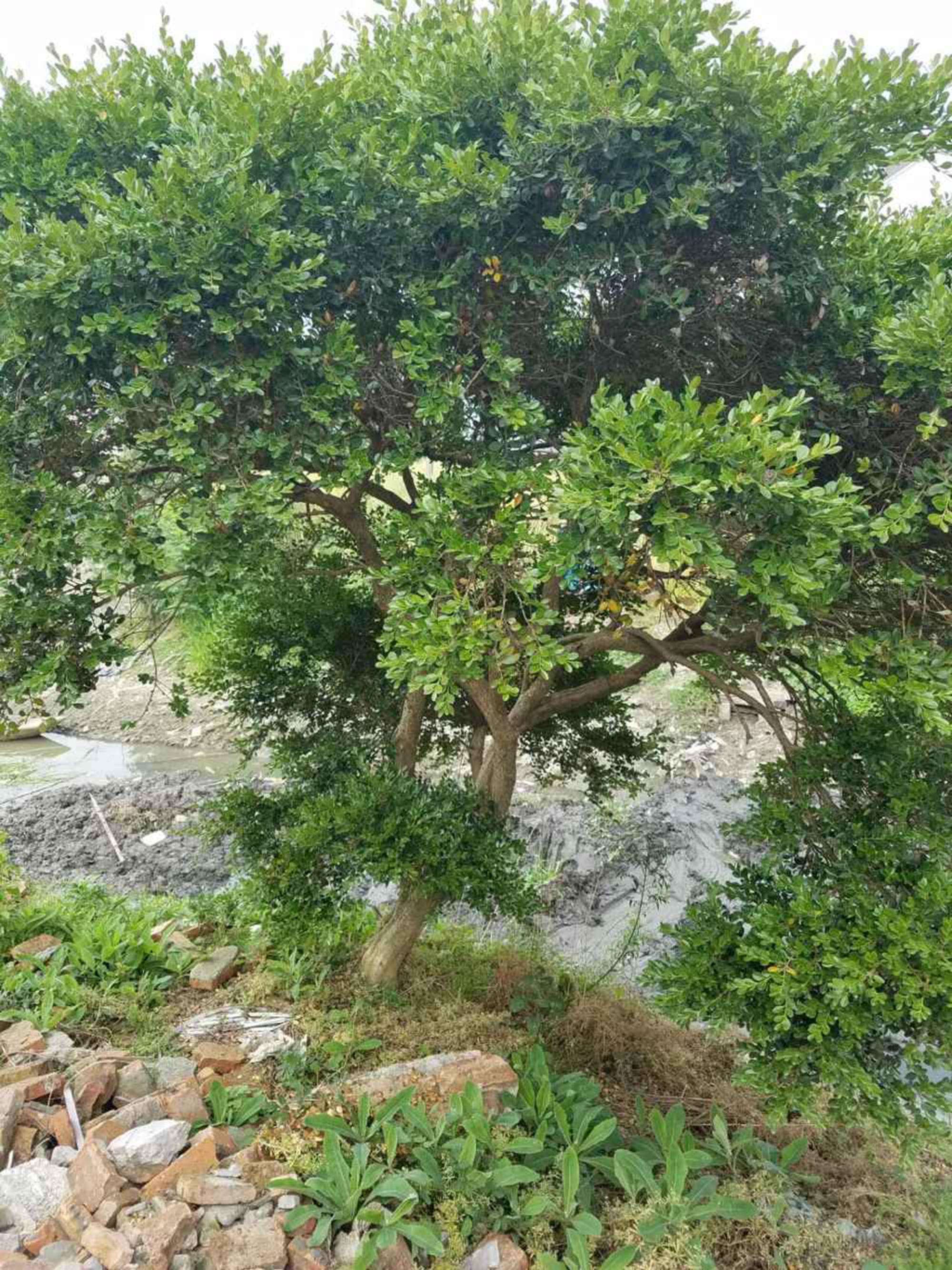 沟边发现一棵黄杨悄悄量了一下树茎有10公分