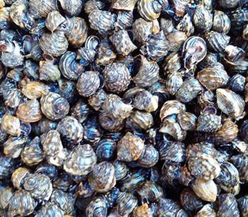 "螺中皇后"芝麻螺带有独特鲜味,想吃到里面的肉,却很麻烦