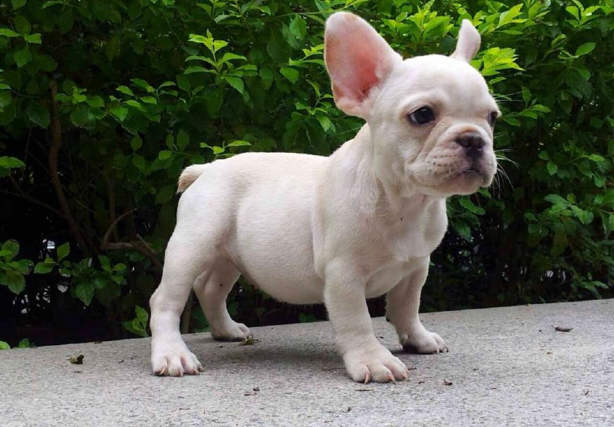 纯种法国斗牛犬怎么辨别,从这些细节看