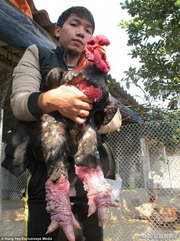 这货叫"东涛鸡",是越南特产,外网也报道了,称它为鸡中之龙