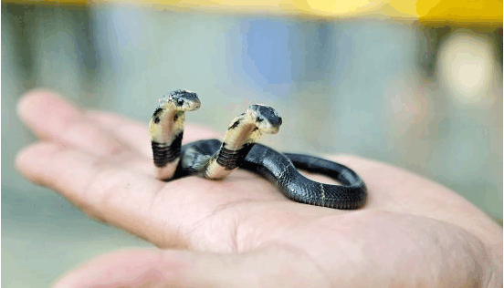 园内双头眼镜蛇出生, 不满对方闹脾气一言不合就开撕