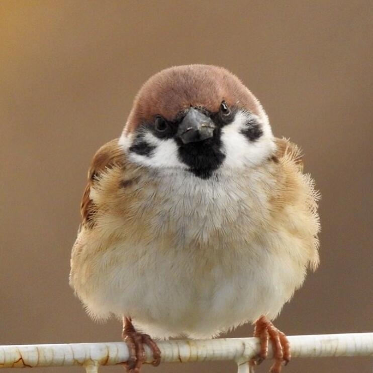 ig:venerechi13|麻雀|麻团|小伙伴_新浪新闻