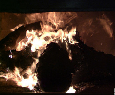 人类火化太浪费?所有动物死后都会生态循环,火化打破...